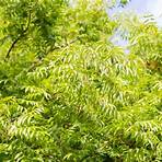 what does phalangium mean in plants vs trees pros and cons facts4