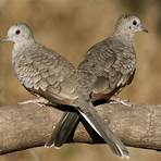How many mourning doves are there in Texas?1