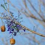 Are there different types of Jacaranda mimosifolia?2