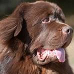 is a newfoundland a good dog as a pet for kids1