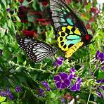 butterfly conservatory coupon3