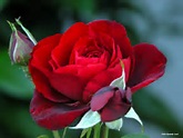 Que hermoso cuando un jardín tiene una gran                    variedad de rosas y todas ...