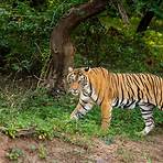 tiger population 20225