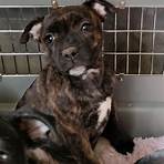 staffordshire bull terrier puppies for sale1