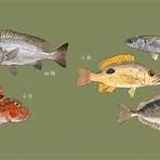 淡水魚的種類3
