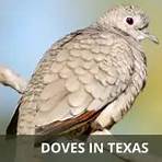How many mourning doves are there in Texas?4