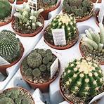 diferentes tipos de cactus y sus nombres2