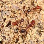 Is the ants in front yard a good story?4