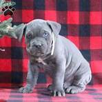 cane corso puppies for sale cheap2