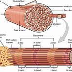 define skeletal muscle tissue1
