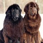 is a newfoundland a good dog as a pet for kids4