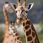 giraffe bilder5