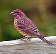 Note this Purple Finch is rich purple red all over and features a ...