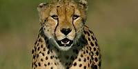 The Way of the Cheetah - Trailer - Wildlife Films - National Geographic
