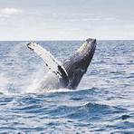 whale watching namibia1