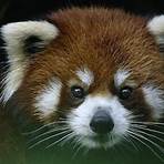 red panda facts wwf wrestlers1