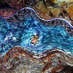 giant clam shell1
