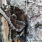 Schmetterling und Taucherglocke5