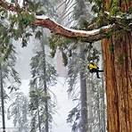 photo released steve sill ett president giant sequoia photo3