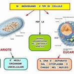 differenza tra cellula eucariote e procariote3