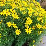 zagreb coreopsis care and cleaning procedure instructions free1