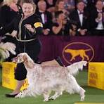 westminster kennel club breeds of dogs2
