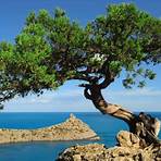 what is the meaning of lenoir tree in greek culture4