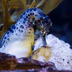 What aquatic animals can be found at the Florida Aquarium?2