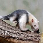 does an anteater live in the jungle seed2