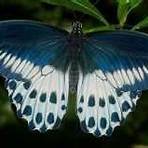farfalle d'italia nome e foto1