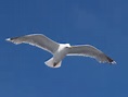 File:Seagull flying (5).jpg - Wikipedia, the free encyclopedia