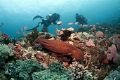 7 Best Coral Reef Scuba Diving Destinations In The Philippines