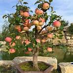 Fruit Tree Doris Troy1