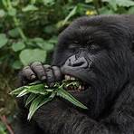 gorilla lebenserwartung5