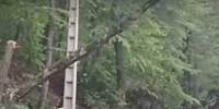 «افراد ناشناس» بیش از ۷۰ درخت کهن‌سال را در جنگل بهشهر در شمال ایران قطع کرده‌اند