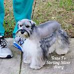 schnauzer puppies for sale in texas1