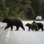 Black Bear Pictures wikipedia1