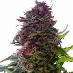 cannabis seeds2