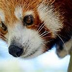 red panda facts3