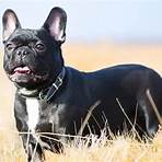 french bulldog wikipedia2