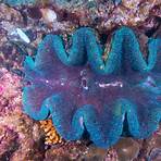 giant clam shell3