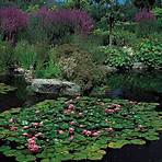 water lilies wikipedia4