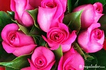 Regalador - Ramo de rosas rosas