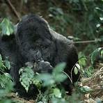 gorilla lebenserwartung4