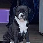 staffordshire bull terrier puppies for sale2