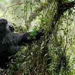 gorilla lebenserwartung2