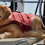 Can dogs swim in Chesapeake Bay?3