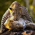 leopardo reproduccion4