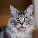 maine coon cats1