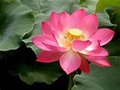 Pink Lotus Flowers - Flower HD Wallpapers, Images, PIctures, Tattoos ...